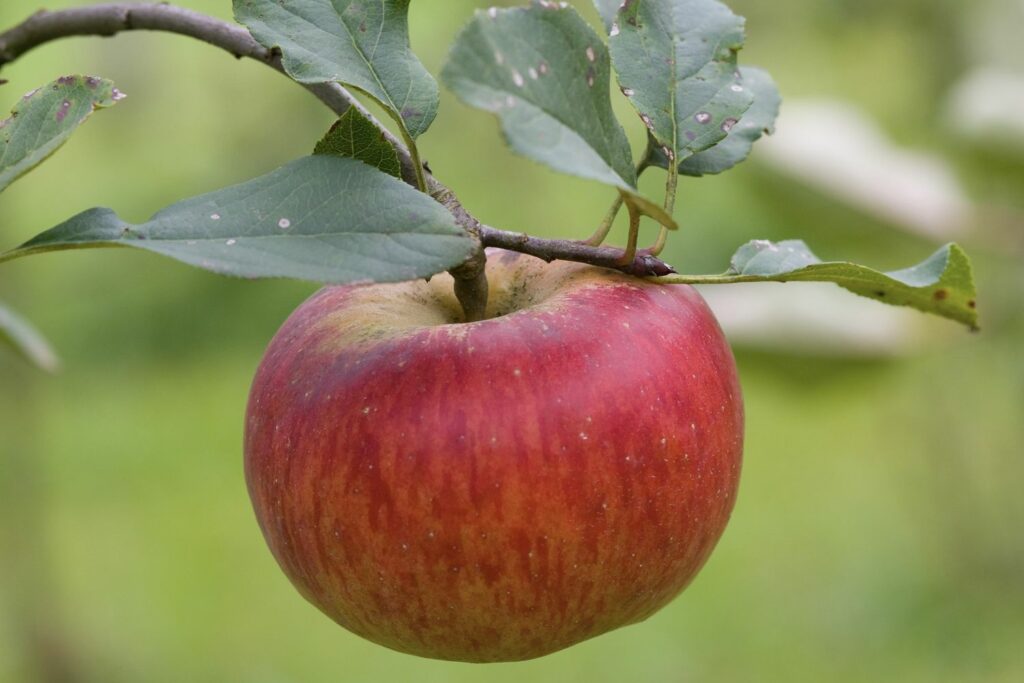 Topaz-Apfel am Baum