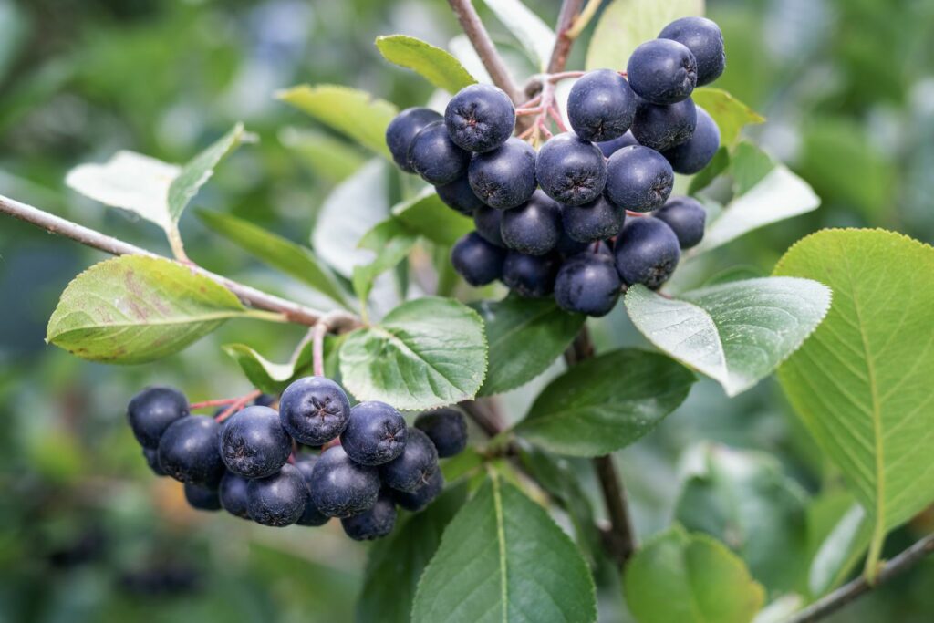 reife Apfelbeeren am Baum