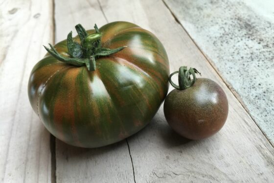 Chocolate-Stripes-Tomate: Wissenswertes zu der gestreiften Tomate