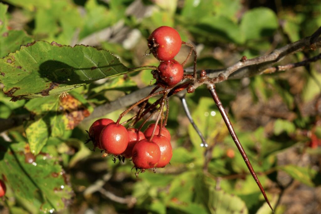 Hahnendorn mit Beeren