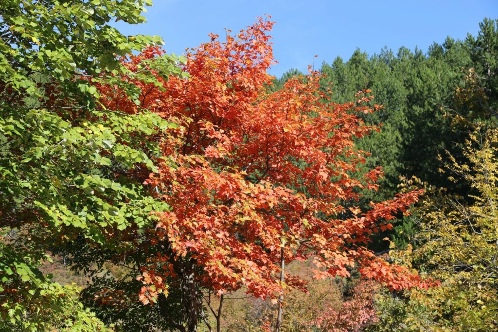 Elsbeere mit roten Blättern