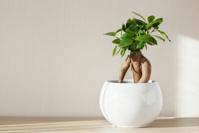 Ficus Ginseng: Pflanzen & Pflege der Chinesischen Feige