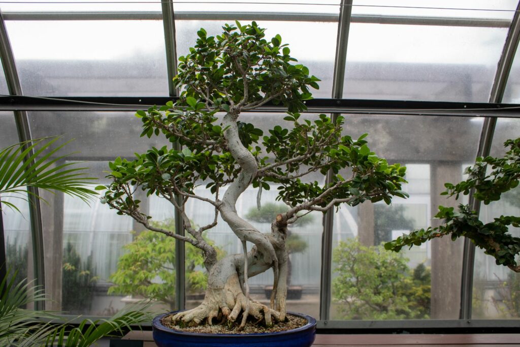 cultivation & care - Plantura Ficus ginseng:
