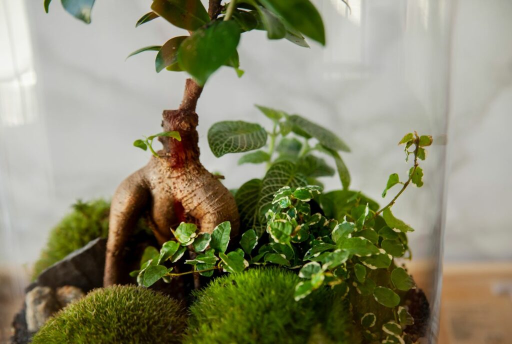 Ficus ginseng in terrarium