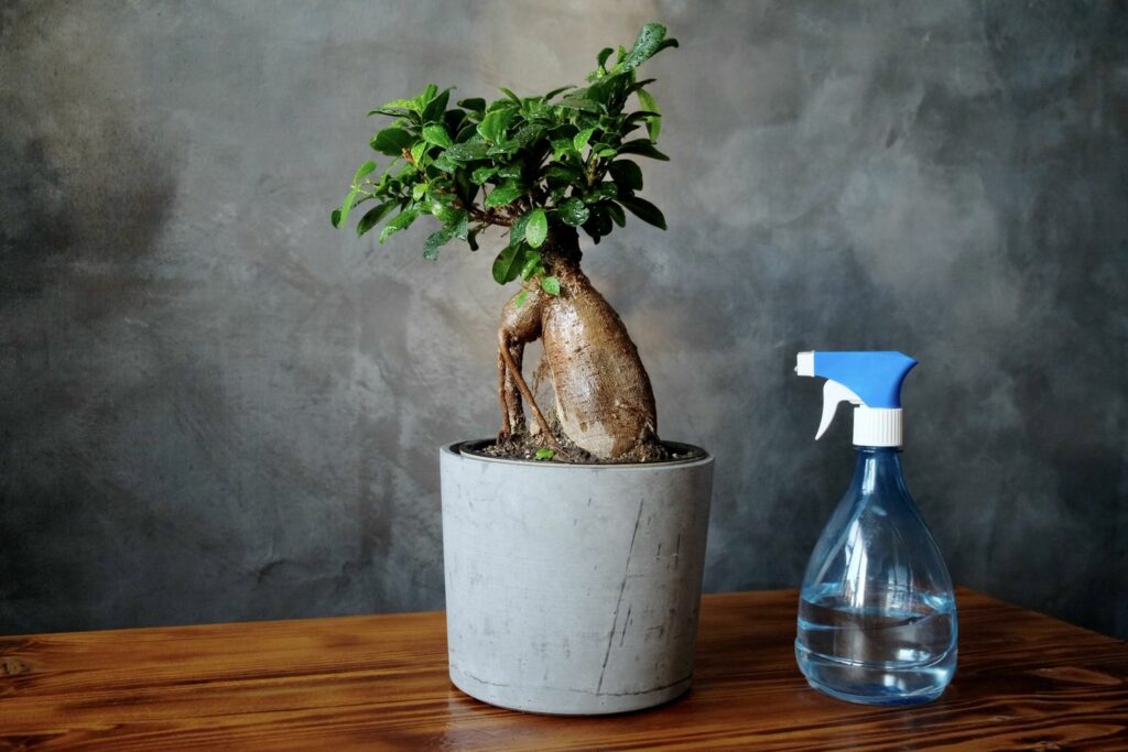 Ficus ginseng with spray bottle