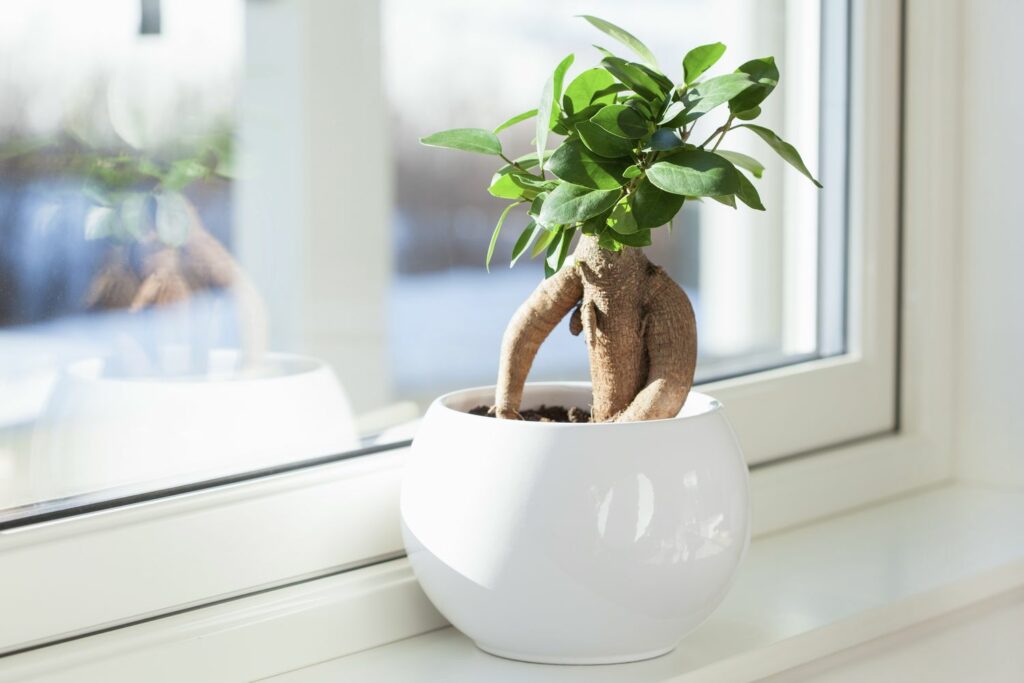 Ficus ginseng on the window sill