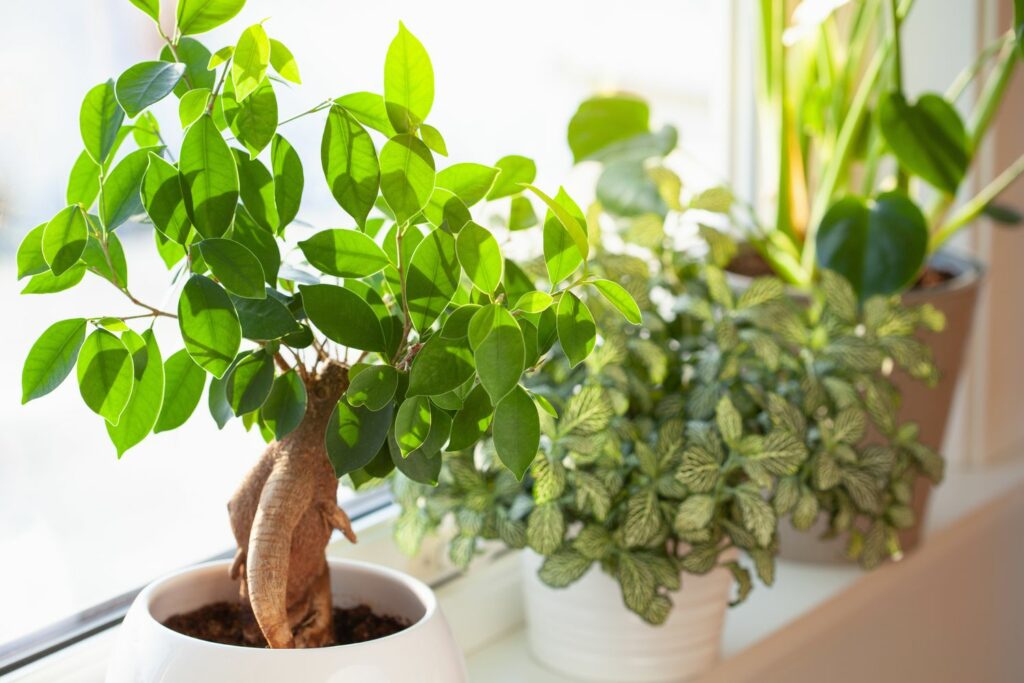 Ficus ginseng and other plants on the window sill