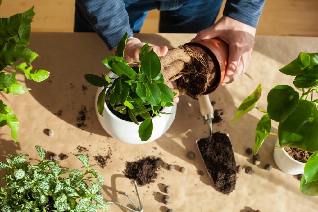 Ficus ginseng being repotted