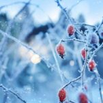 Gartenarbeit im Januar: Alles auf einen Blick!