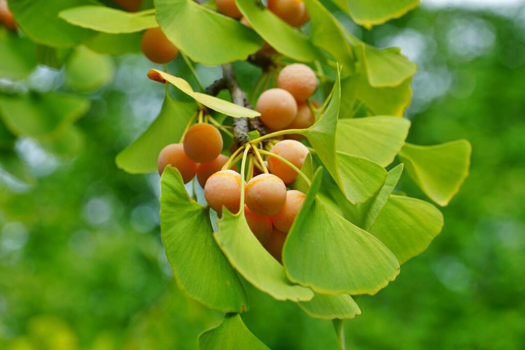 Ginkgo-Bilobabaum mit Früchten