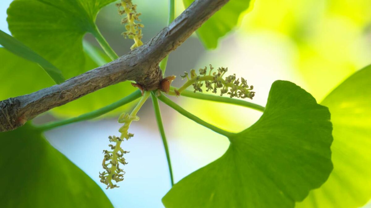 Ginkgo anpflanzen, pflegen & schneiden - Plantura