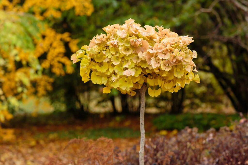 Ginkgo-Kugelbaum