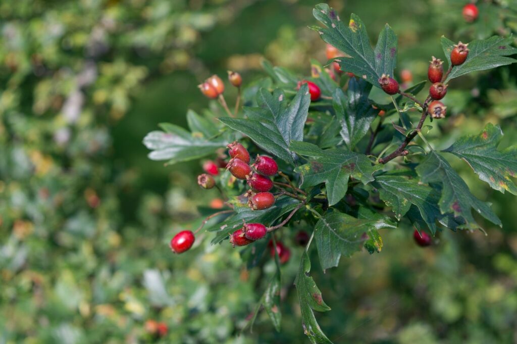 Großkelchiger Weißdorn mit Beeren