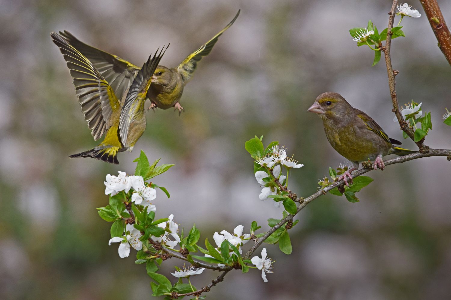 Strichvögel: Begriffserklärung & Liste heimischer Strichvogelarten