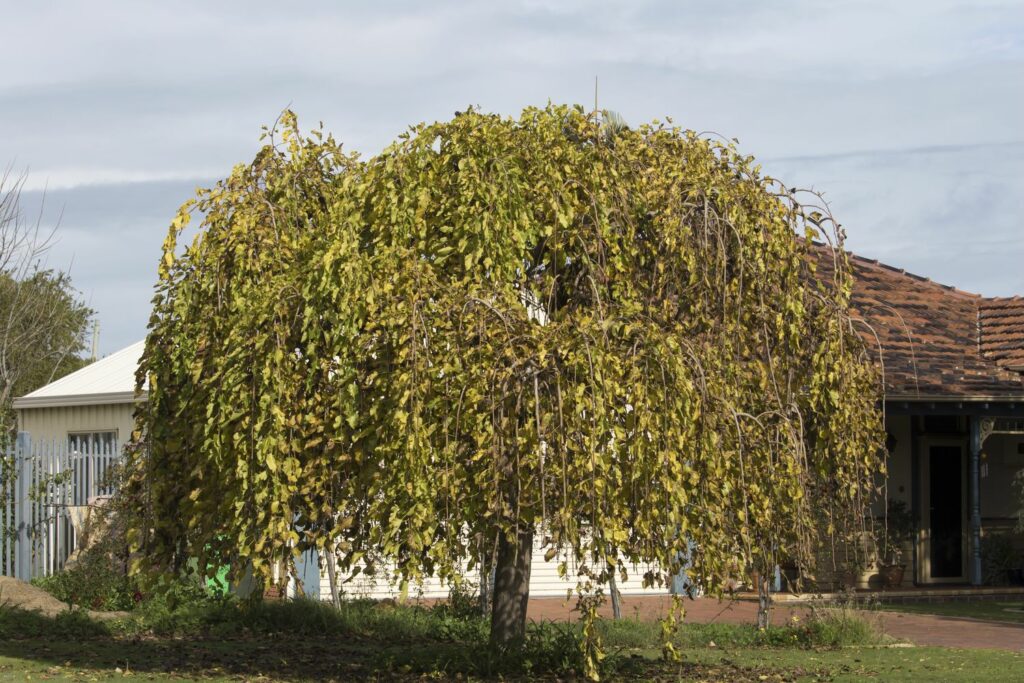 Maulbeerbaum 'Pendula'