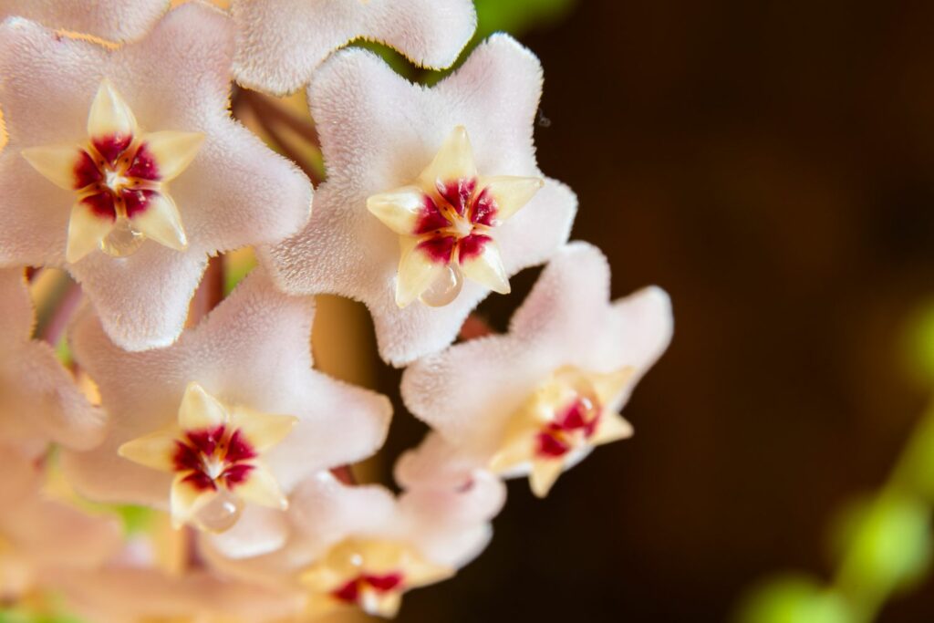 weiße Blüte der Hoya carnosa