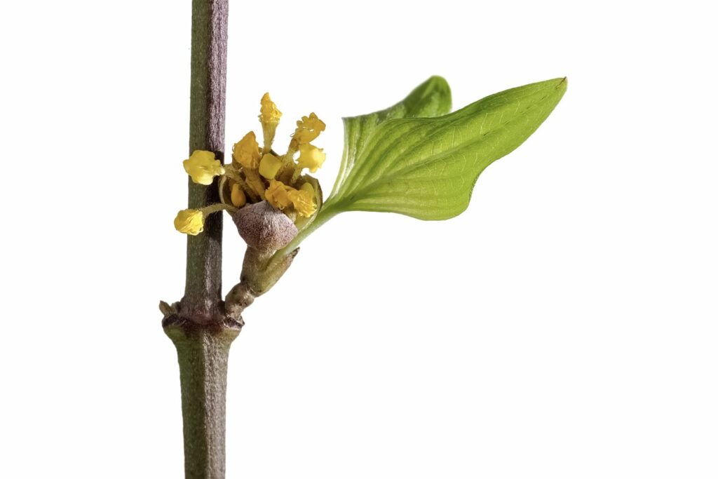 Kornelkirschen-Zweig mit Blüte