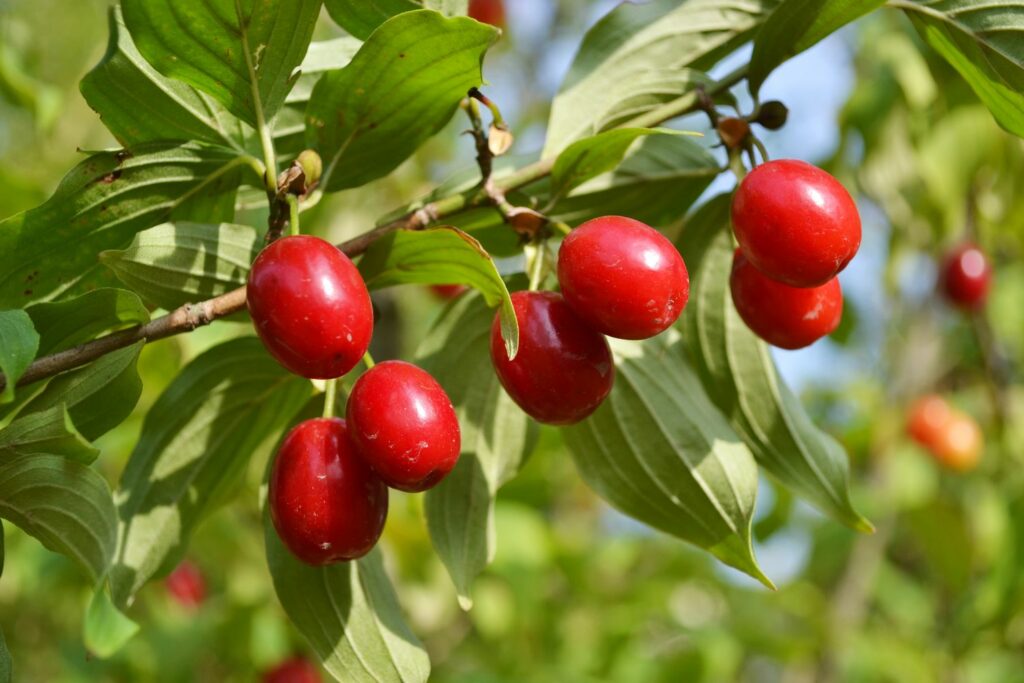 reife Kornelkirschen am Baum