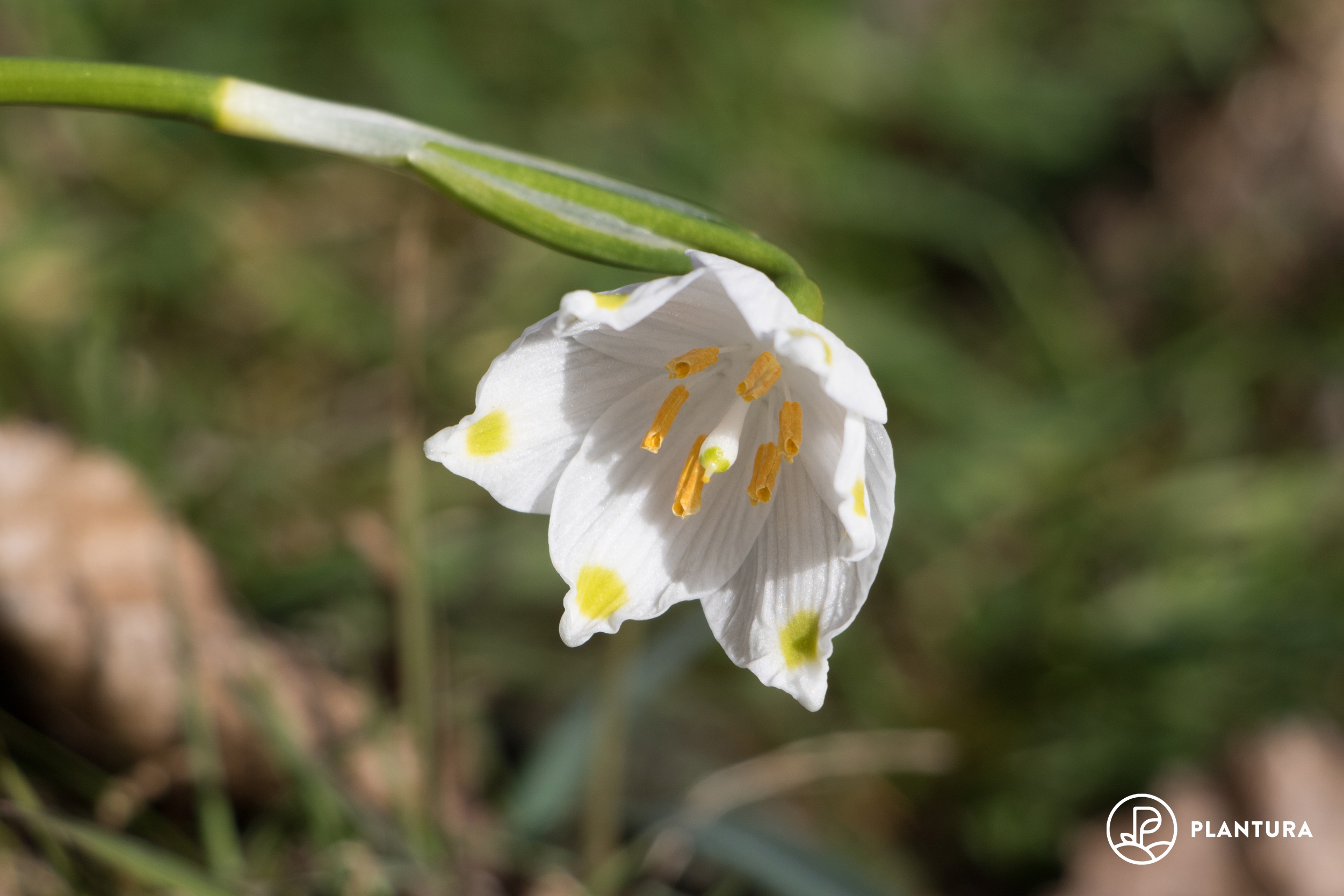 Märzenbecher: Steckbrief, Pflanzen & Pflegen
