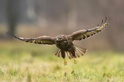 Mäusebussard: Flugbild, Nahrung, Brutzeit & mehr im Steckbrief
