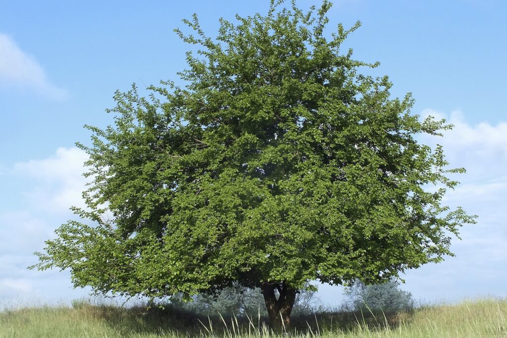 Maulbeere-Baum
