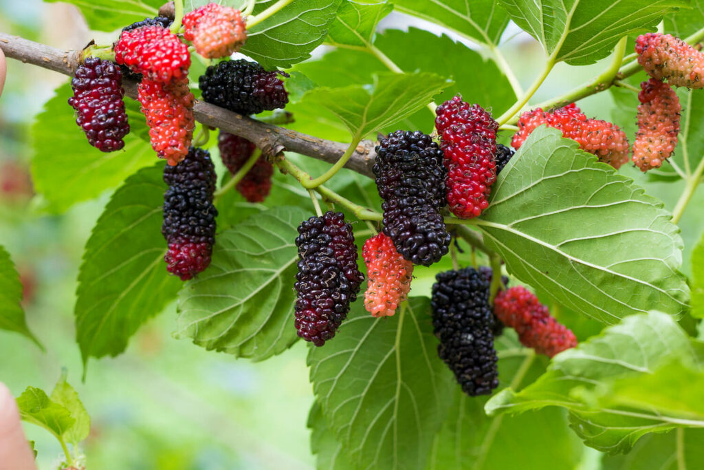 Maulbeerbaum-Früchte