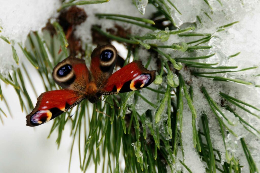 Pfauenauge im Winter