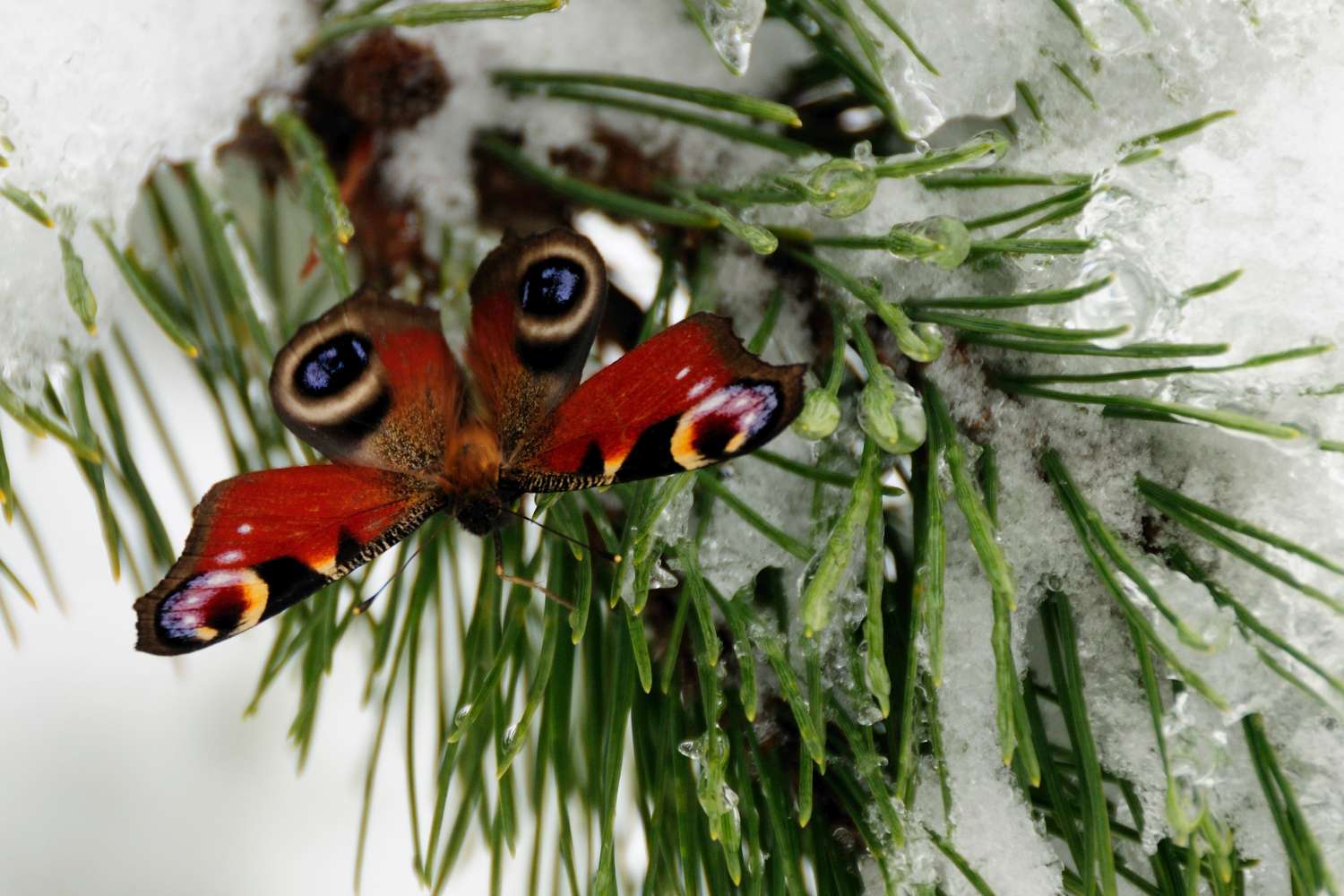 Wie überwintern Schmetterlinge? Plantura