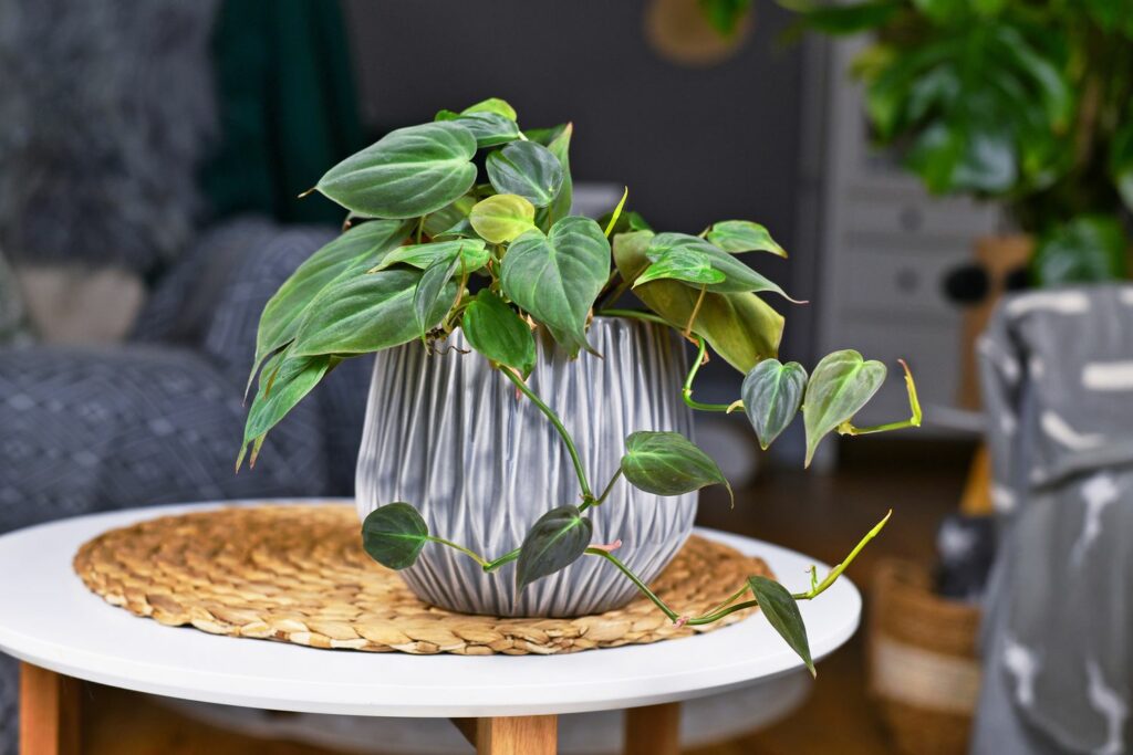Philodendron scandens im Topf