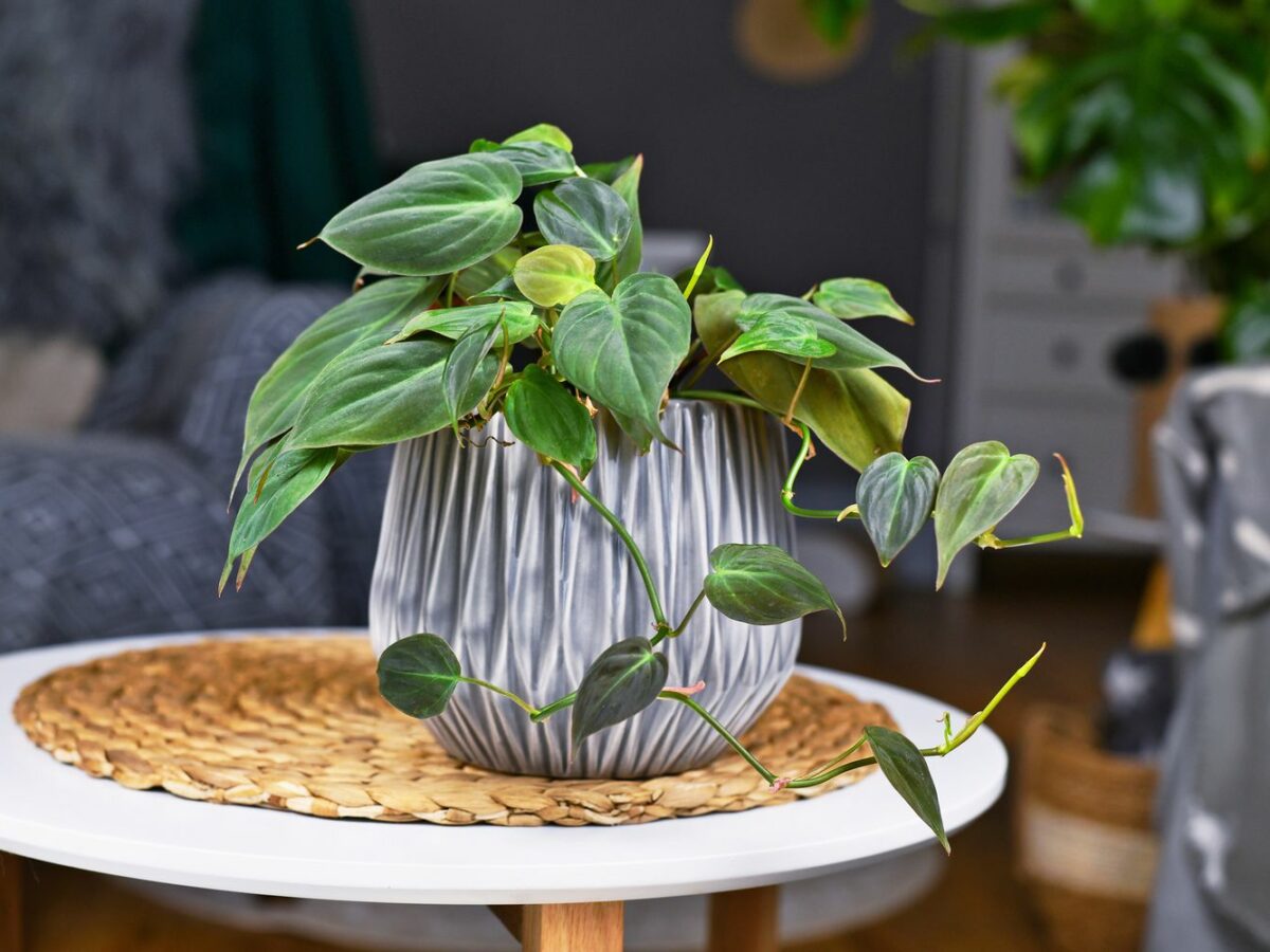 Philodendron scandens: Sorten, Pflege & Vermehrung - Plantura