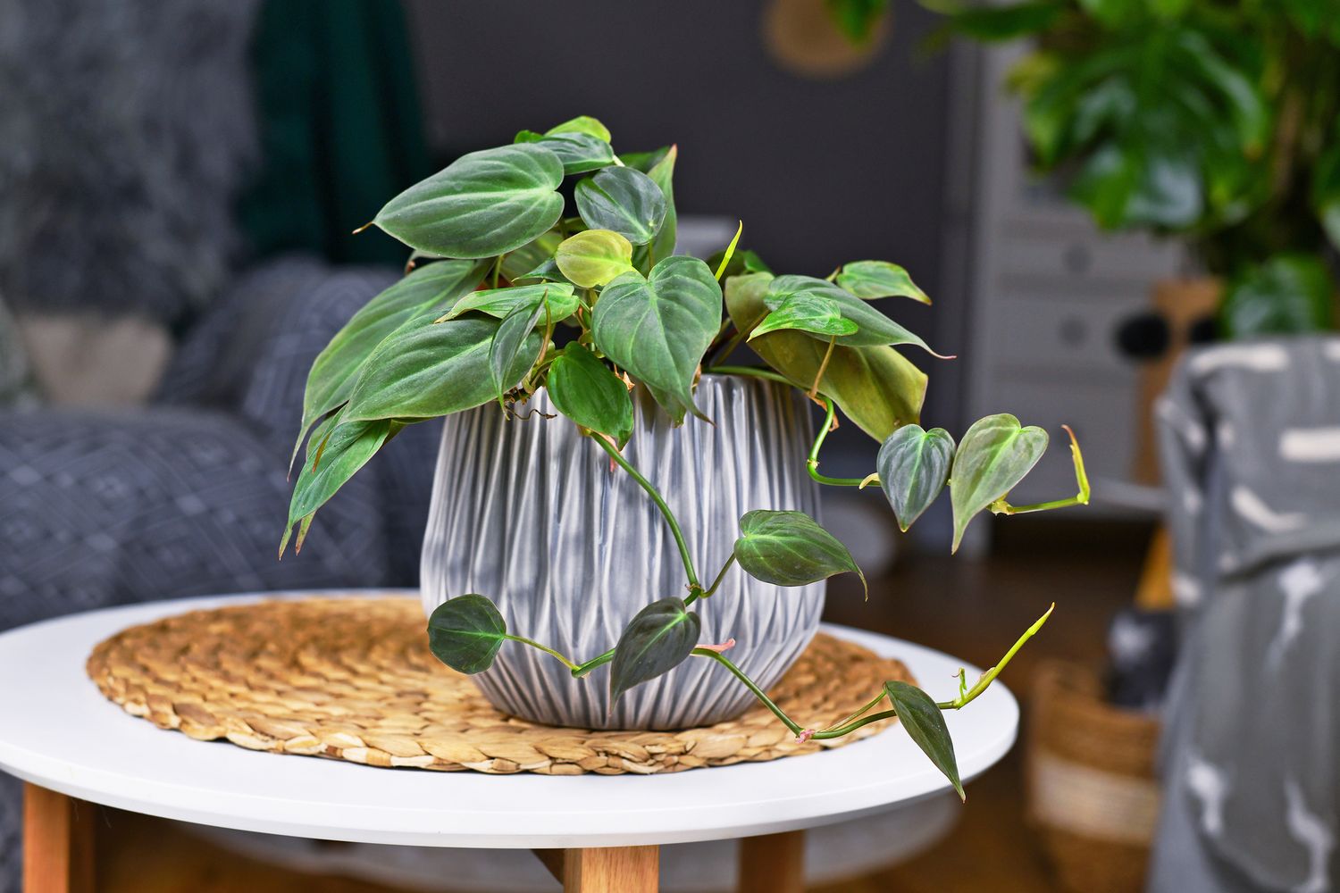 Philodendron scandens: Sorten, Pflege & Vermehrung