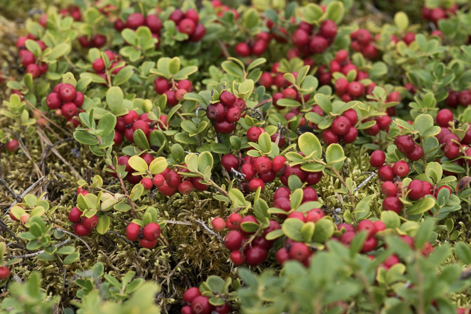 Preiselbeeren Pflanzen, Sorten & Verwendung Plantura