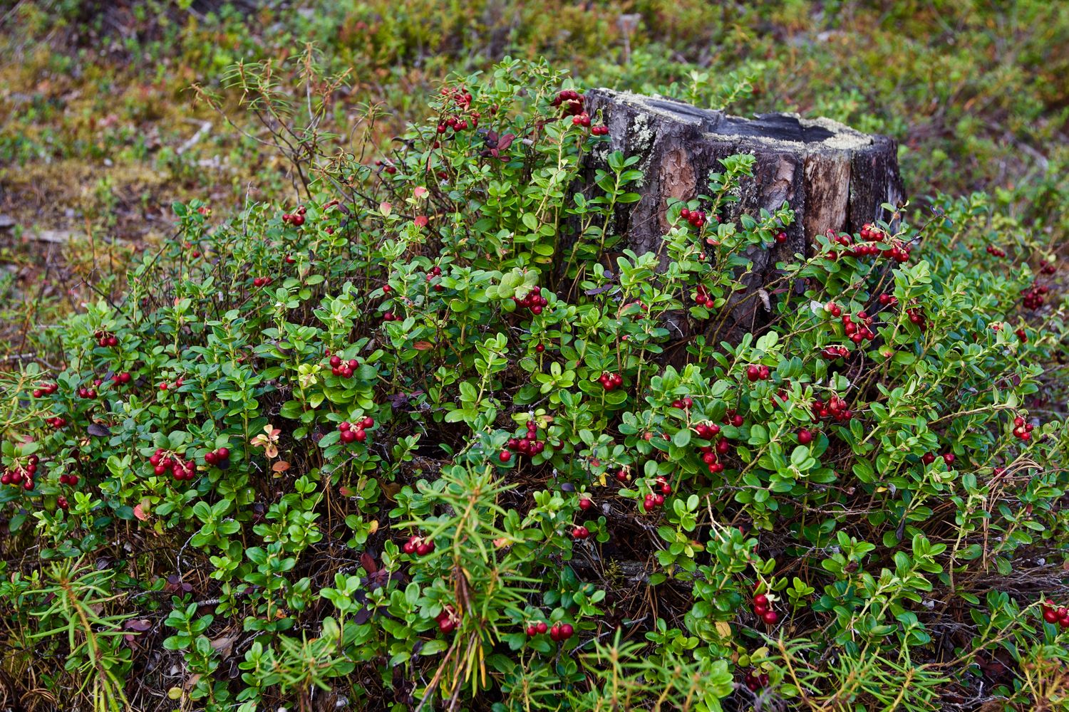 Preiselbeeren: Pflanzen, Sorten & Verwendung - Plantura