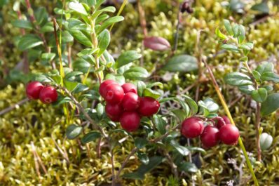 Preiselbeeren: Pflanzen, Pflegen & Sorten