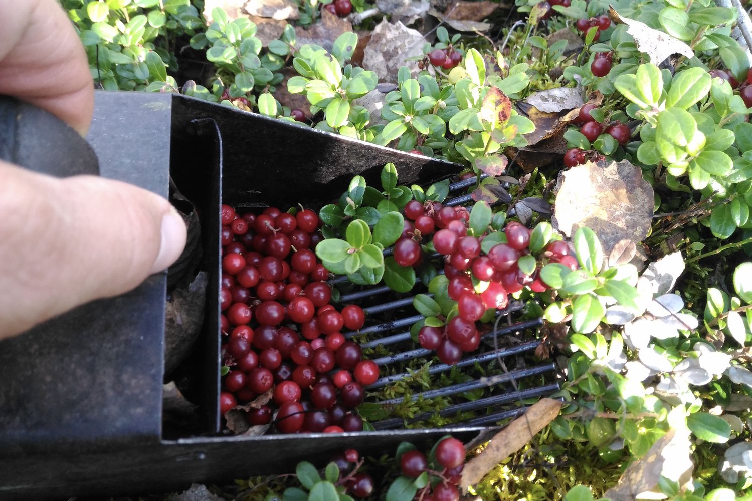 Preiselbeeren: Pflanzen, Sorten &amp; Verwendung - Plantura