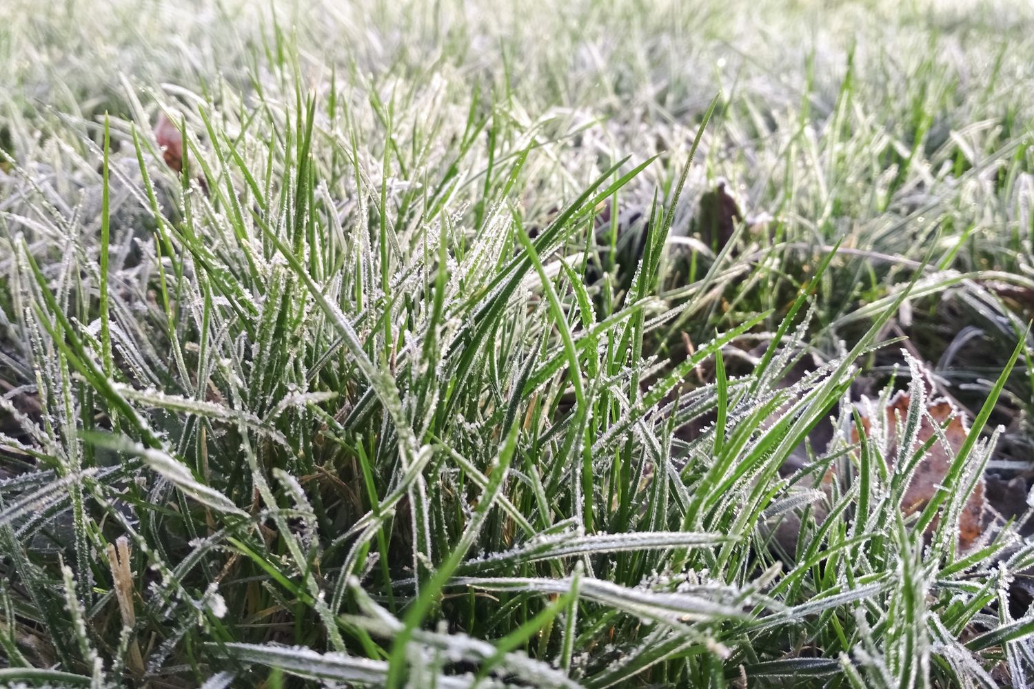 Gartenarbeit im Januar - Plantura