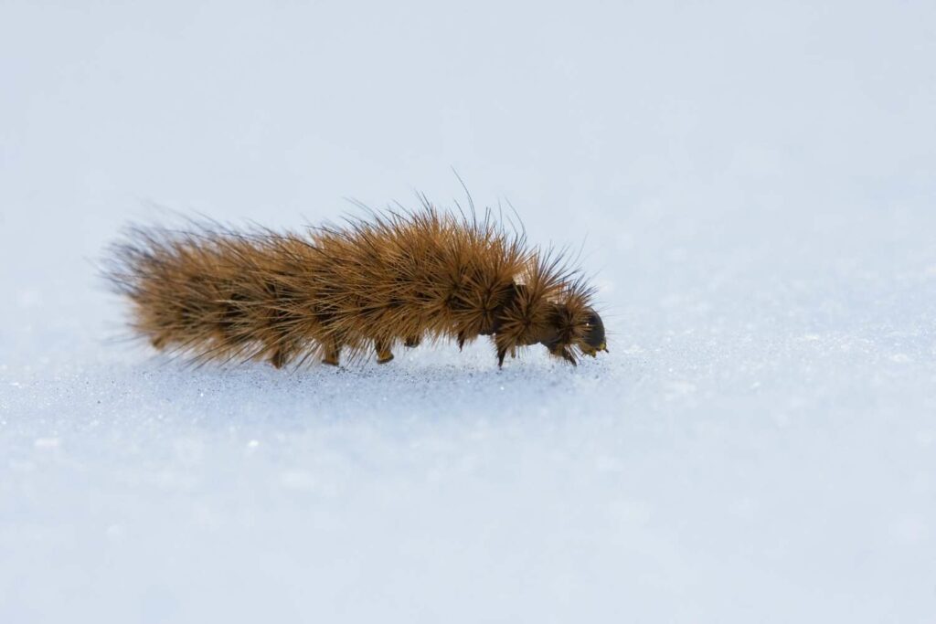 Raupen im Winter