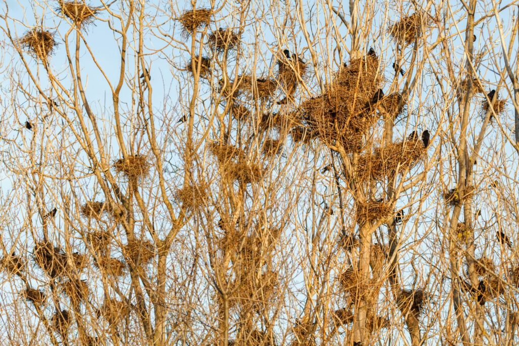 Saatkrähen-Nester in Bäumen