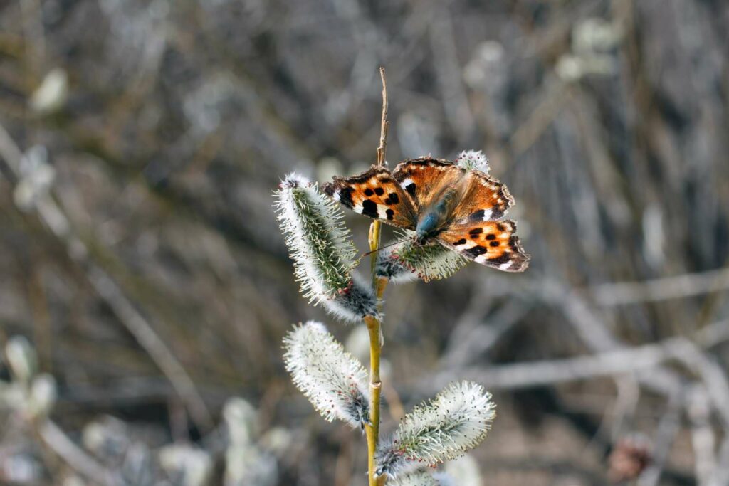 Schmetterlinge im Winter