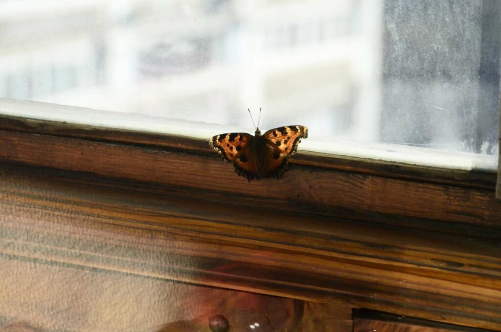Schmetterling überwintert im Haus