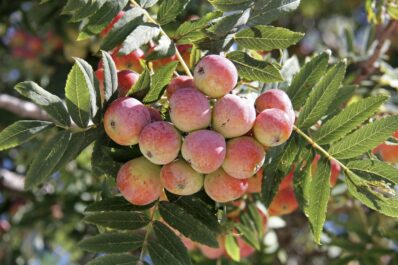 Speierling: Pflanzen & Pflegen des seltenen Baumes