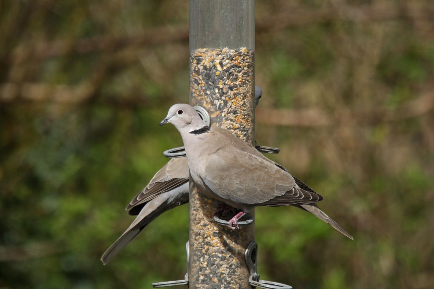 Türkentaube Baby, Nest, Futter & Co. Plantura