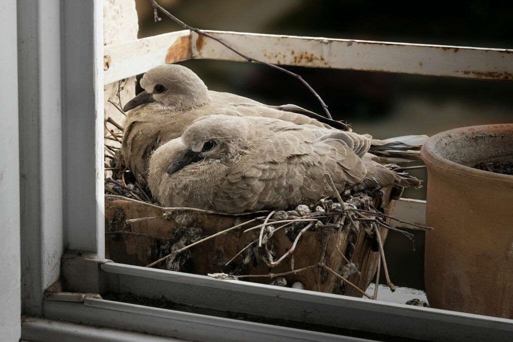 Türkentauben-Nest auf einem Fensterbrett