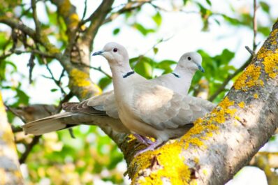 Türkentaube: Jungvögel, Nest, Futter & mehr im Steckbrief