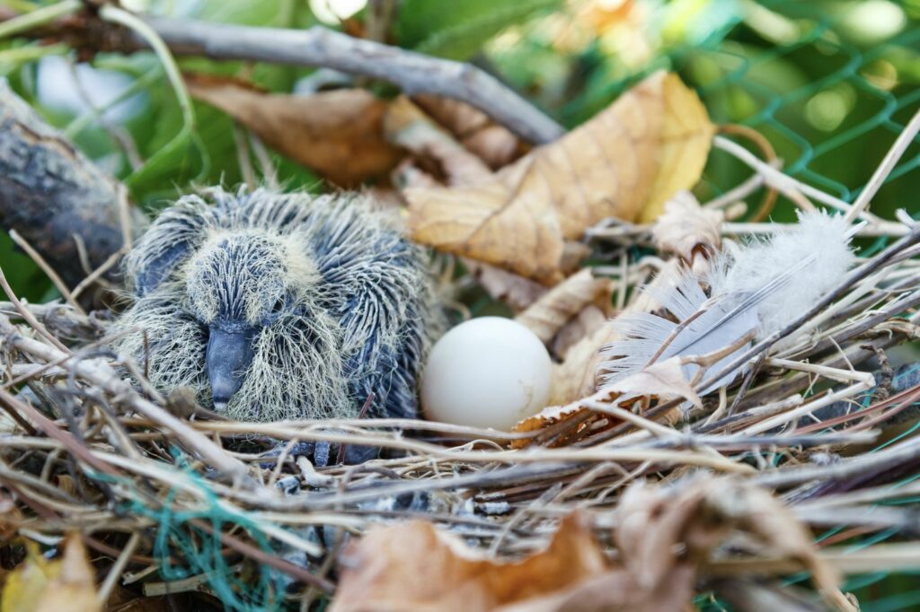 Nest mit junger Türkentaube und Ei