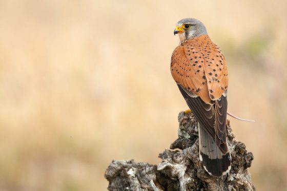 Turmfalke: Weibchen, Brutzeit, Flugbild & mehr