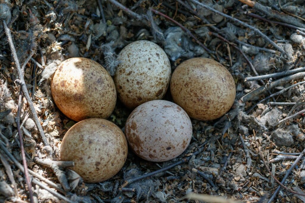 Nest mit Eiern des Turmfalken