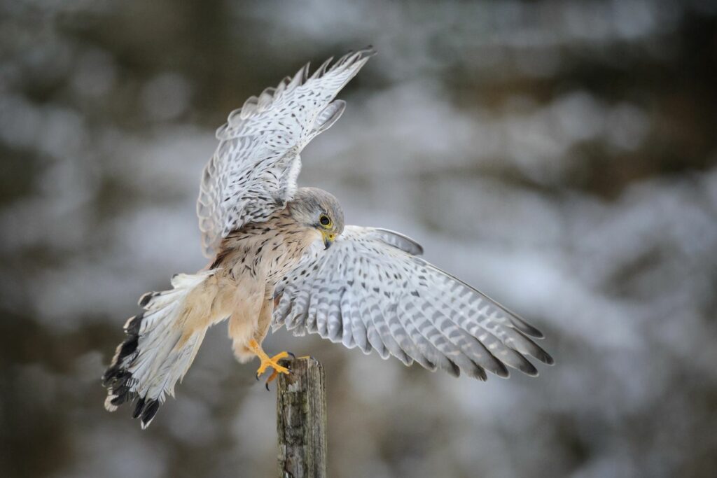 Turmfalke im Schnee