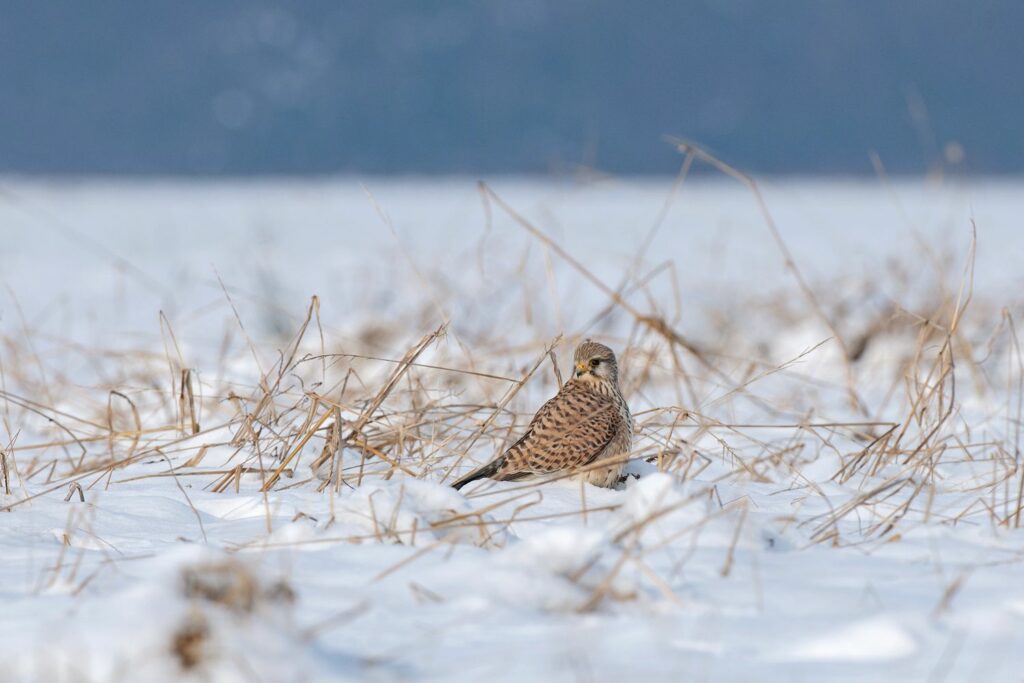 Turmfalke im Schnee