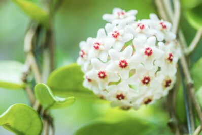 Wachsblume: Standort, Pflege & Vermehrung der Porzellanblume